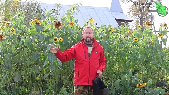 НЕ ПРИТРАГИВАЙТЕСЬ К ЗОЛЕ! Сперва узнайте, как правильно и безопасно использовать в саду и огороде. смотреть онлайн