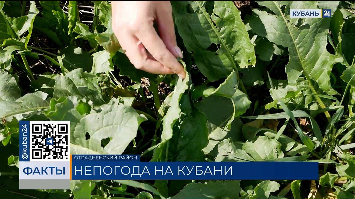Посевы рапса и озимых пострадали из-за непогоды в Отрадненском районе