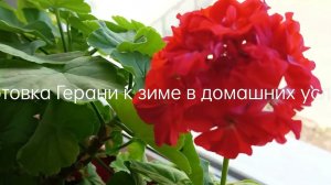 Подготовка Герани к зиме