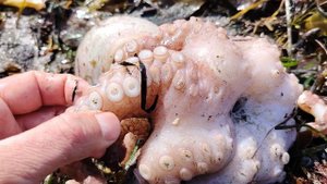 Морепродукты. Осьминог, крабы! Шторм на море. Остров Сахалин 2025 год