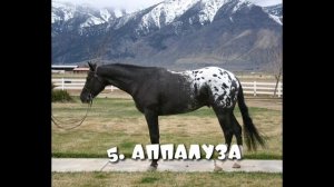 Лошади horse valley в реальной жизни!!!☠️ | horse valley | конная долина | лошади