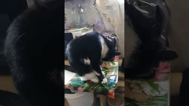 Липа умываетсяОтправить