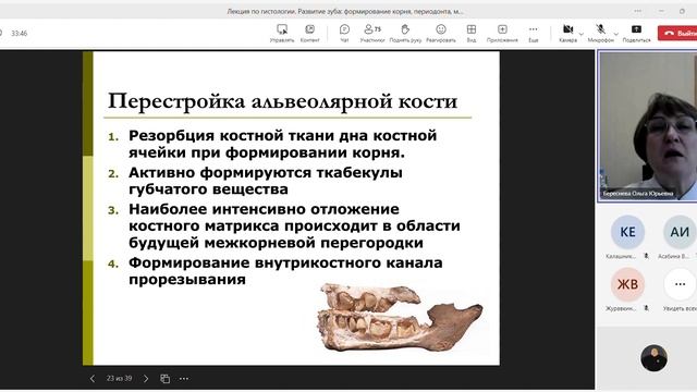 Лекция по гистологии. Развитие зуба, формирование корня, периодонта, механизмы прорезывания зубов