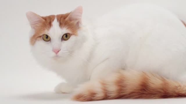 Топ-5 редких пород кошек — вы таких точно не видели! 🐱💎