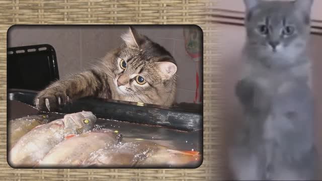 Корми кота! (Неаполитанская песня кота)