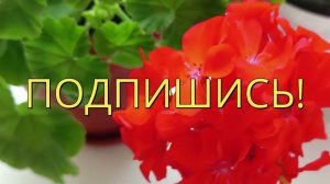 Подоконник с Геранями
