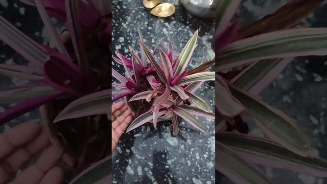 oyester plant(indoor plant)rheodiscolor plant#vlog beginners#indoorplantcare#পাতাবাহার#plantcare