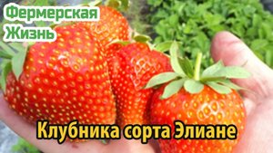 Клубника сорта Элиане