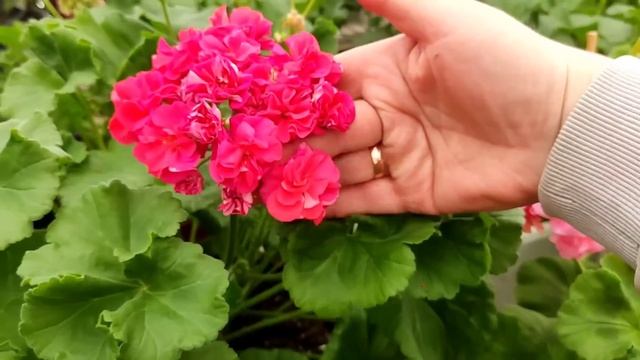 Цветут любимые сорта и новички. смотреть онлайн