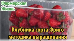 Клубника сорта Фриго методика выращивания