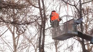 Формовочная обрезка деревьев. Иркутск