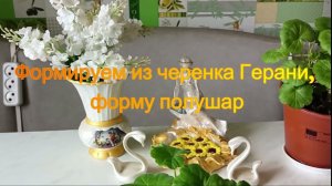 Формируем из черенка Герани, форму полушар
