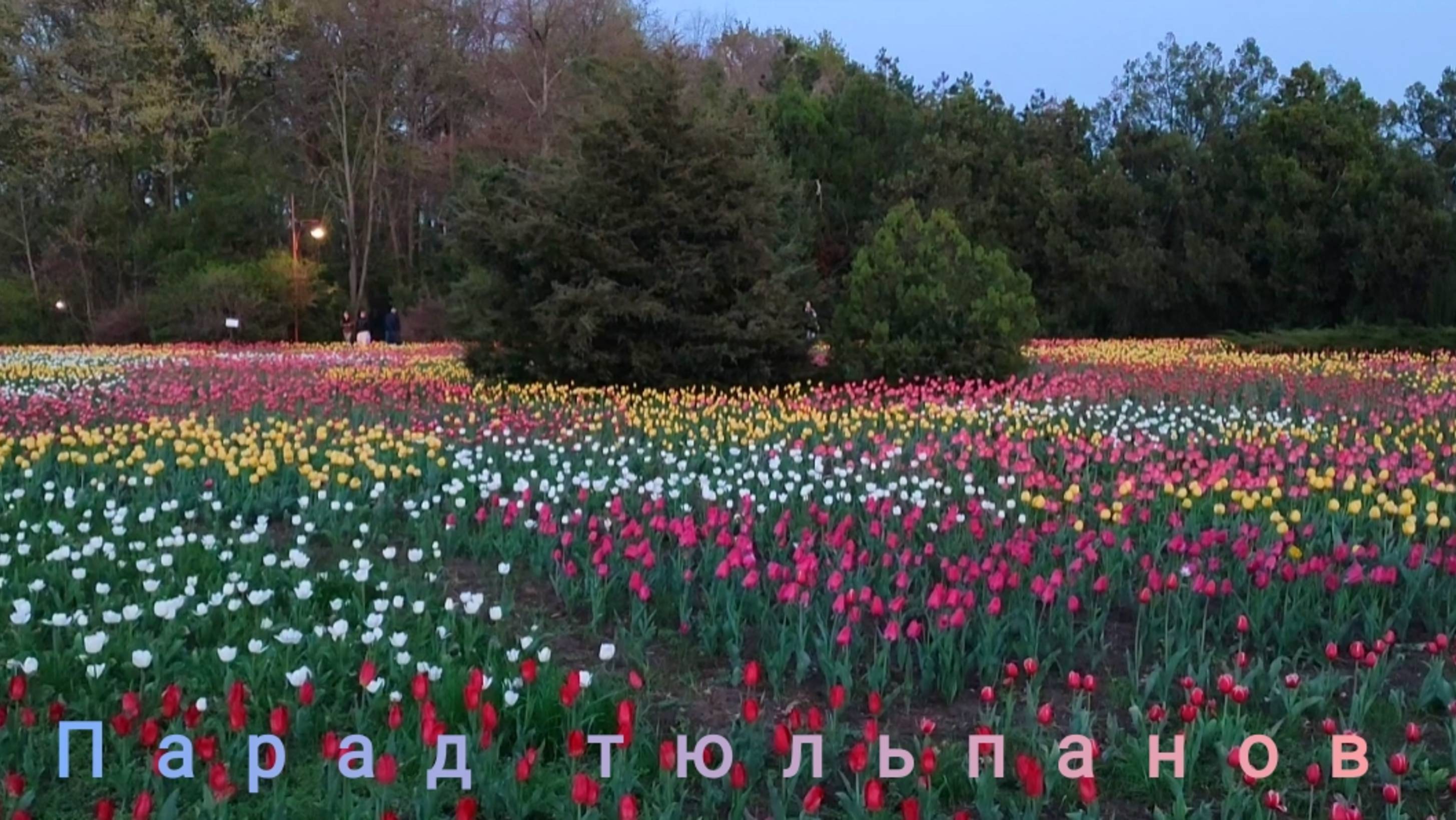 🌷Парад тюльпанов. Поля из 150000 тюльпанов расцвели в Ботаническом саду Краснодара🌷