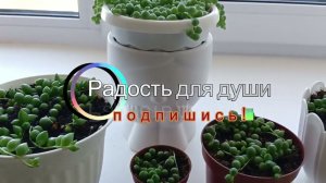 Крестовник Роули, зелёный