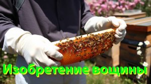 Профессор Кашковский про изобретение вощины