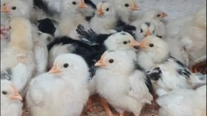 САМОЕ ВАЖНОЕ В ИНКУБАЦИИ!!! ВЕСЬ ПРОЦЕСС ОТ А ДО Я!!! ЛУЧШИЙ ОВОСКОП СВОИМИ РУКАМИ! 07.04.2025 год.
