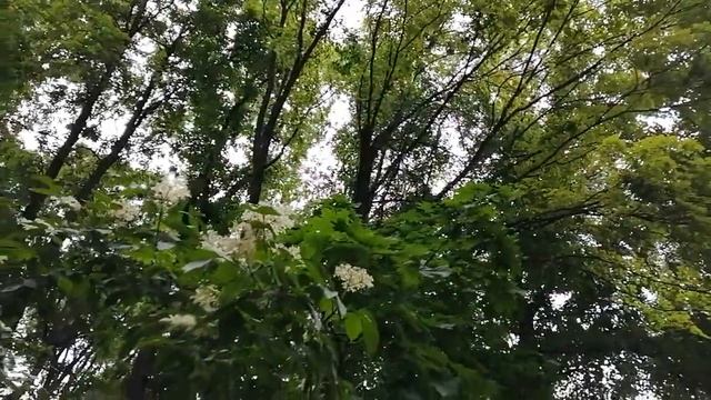 Лестница в парке смотреть онлайн