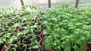 Рассада томатов провела первую ночь в холодной неотапливаемой теплице.