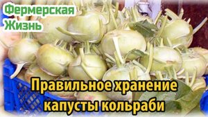 Правильное хранение капусты кольраби
