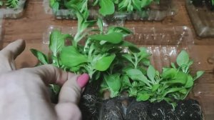 Мой СЕКРЕТНЫЙ заказ петунии калибрахоа наконец приехал! Распаковка посылки. Как буду адаптировать .