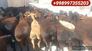 Хисори Куйлар Сотилади Хаммаси Бугоз Сурхондарё