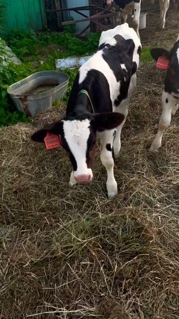 деревня животные жизньвдеревне farming сарай animals корова лето cow ужин бык ферма