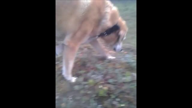 Russian hound eating cloudberries (Русский Собака ест морошки) смотреть онлайн