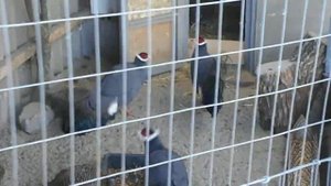 синие ушастые фазаны