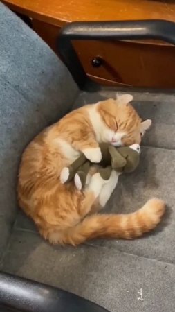 слишком милое видео  котиком