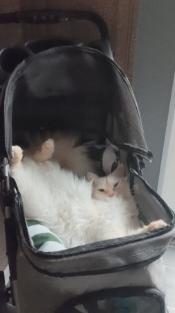 Кот Стёпа увидел снег