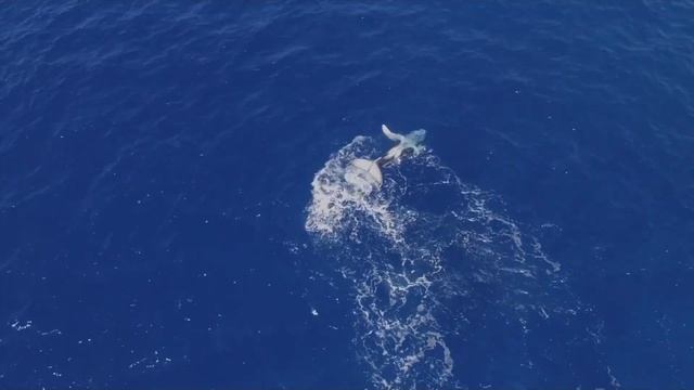 Puako Beach~Living at the Beach on the Big Island смотреть онлайн