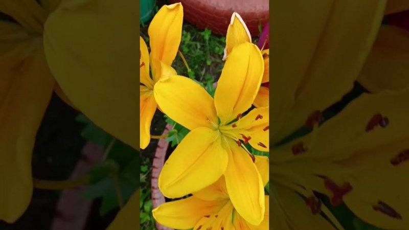 Лилии #цветы #flowers #сад