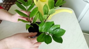 Укоренение Замиокулькаса ветками