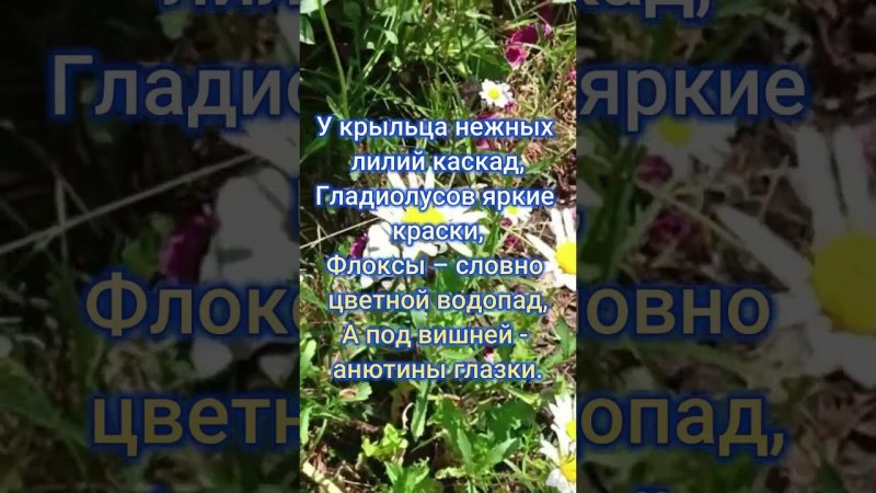 ЦВЕТЫ АВГУСТА #цветы #flowers #сад