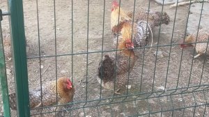 Трава курам