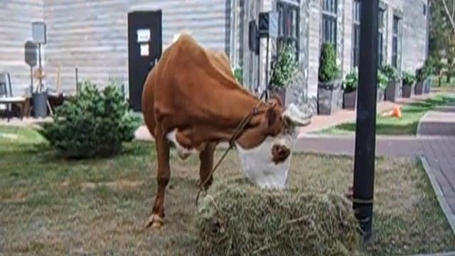 8965 380-13-11 Корова на свадьбе - Шале Березка смотреть онлайн