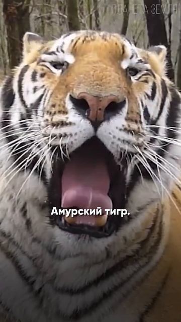 5 видов животных, которых удалось! смотреть онлайн