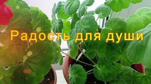 Пеларгония