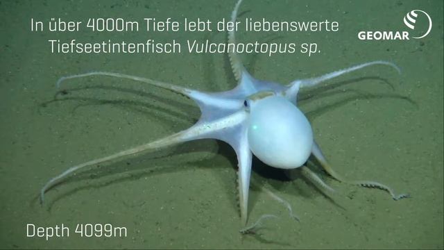 Tiefseetintenfisch смотреть онлайн