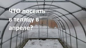 Что посеять в теплицу в апреле?