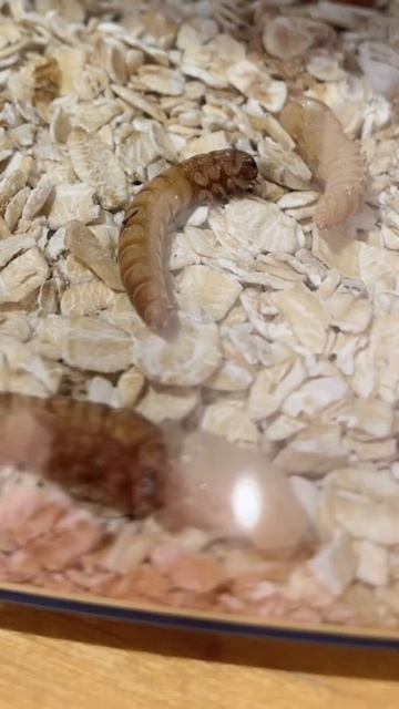 Turning mealworms into beetles, part 2🐛 growithjessie смотреть онлайн