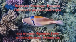 9. Вертолет Ринекант Пикассо Питание и ритуальные игры под музыку Франсис Гойя к к-ф Эммануэль