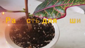 Результат разветвления Кротона