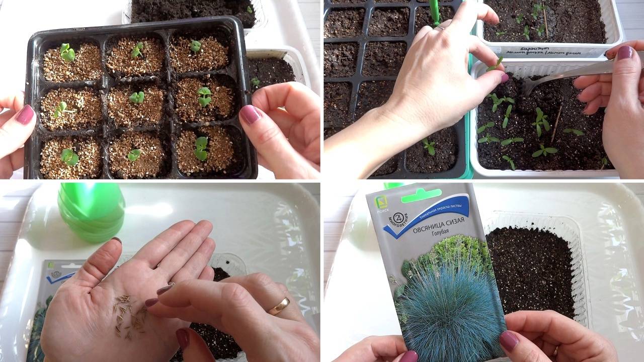 Пикирую Сальвию, Бархатцы🥀🌸 Сею Овсяницу сизую (Западная Сибирь) смотреть онлайн