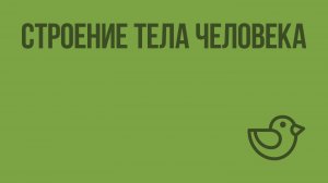 Строение тела человека. Видеоурок по окружающему миру 2  класс