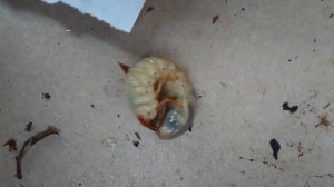 Личинка майского жука