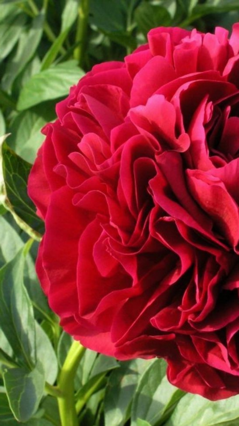 Шок, пионы в апреле.... Смотри скорее