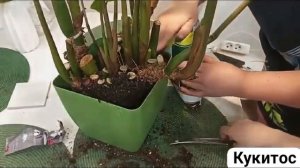 Как пересадить Замиокулькас.