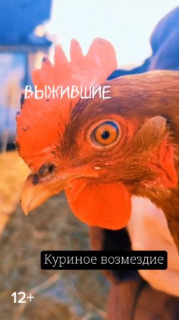 От курятника до стола, или сколько стоит яичница? - Екатерина Чурбакова