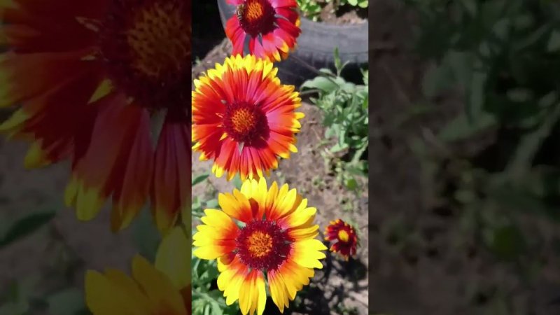 Радость для души #цветы #сад #природа